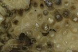 Polished Petoskey Stone (Fossil Coral) - Michigan #131091-1